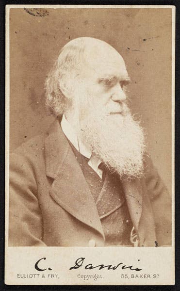 Carte de visite with portrait of Darwin, Elliot & Fry, ca 1874 (Linda Hall Library)