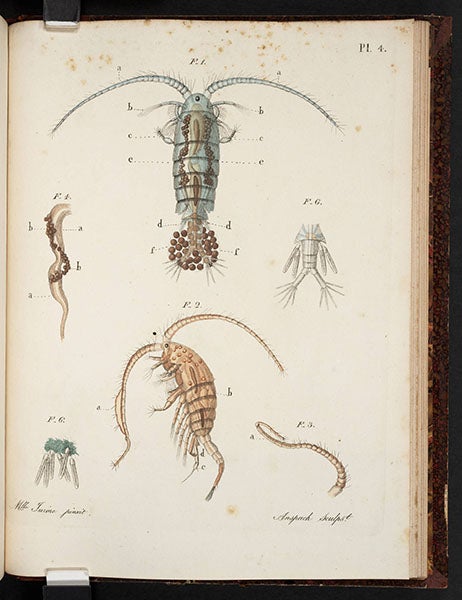 Female and male of the copepod Monoculus castor, from Louis Jurine, Histoire des monocles, 1820 (Linda Hall Library)