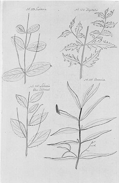 Ink drawings of four plants, labeled: no. 153 Gardenia, no. 154 Digitalis, no. 155 Lobelia, no. 156 Veronica, by Jane Colden, in her Botanic Manuscript, Botany Library, Natural History Museum (atlasobscura.com)