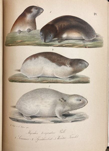 Arctic lemmings in summer and winter coloration, from the Taymyr Peninsula, lithograph in Reise in den äussersten Norden und Osten Sibiriens während der Jahre 1843 und 1844, by Alexander von Middendorff, vol. 2, pt. 2, plate 4, 1853 (Linda Hall Library)