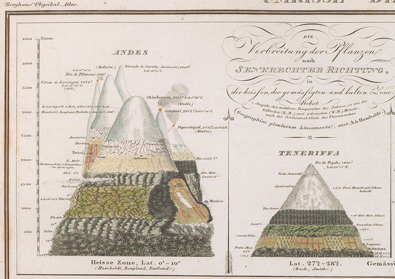 Detail of fourth image, showing plant variation with elevation for the Andes (left) and the Canary Islands, hand-colored engraving, Heinrich Berghaus, Physikalischer Atlas, vol. 1, 1845 (Linda Hall Library)