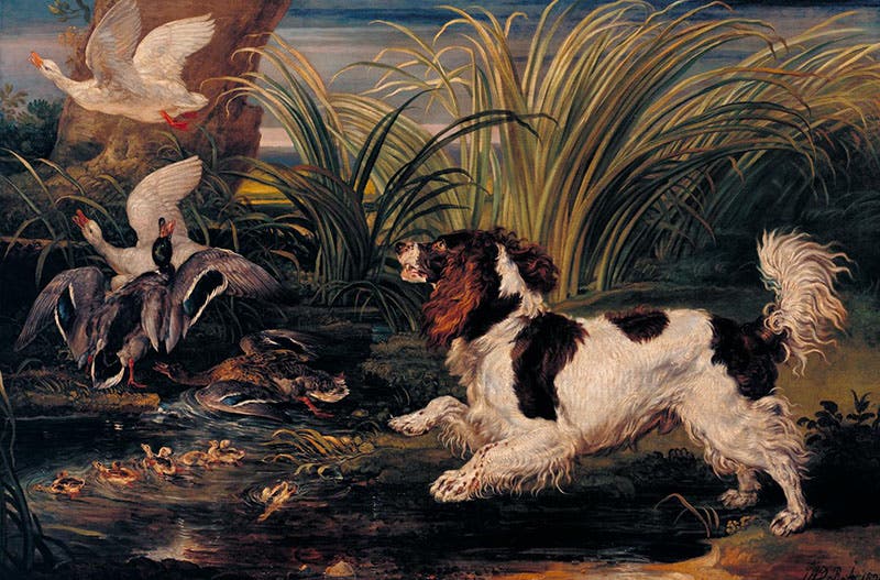 James Ward, Spaniel Frightening Ducks (1821) (Tate Britain)