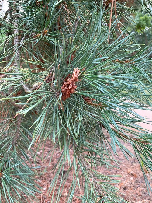 Arts Blue Scotch Pine leaf