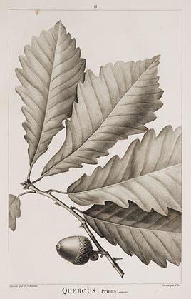 Chestnut oak, in André Michaux, <i>Histoire des Chênes</i>, 1801 (Linda Hall Library)