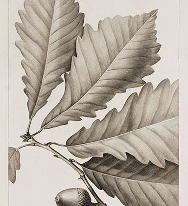 Chestnut oak, in André Michaux, <i>Histoire des Chênes</i>, 1801 (Linda Hall Library)