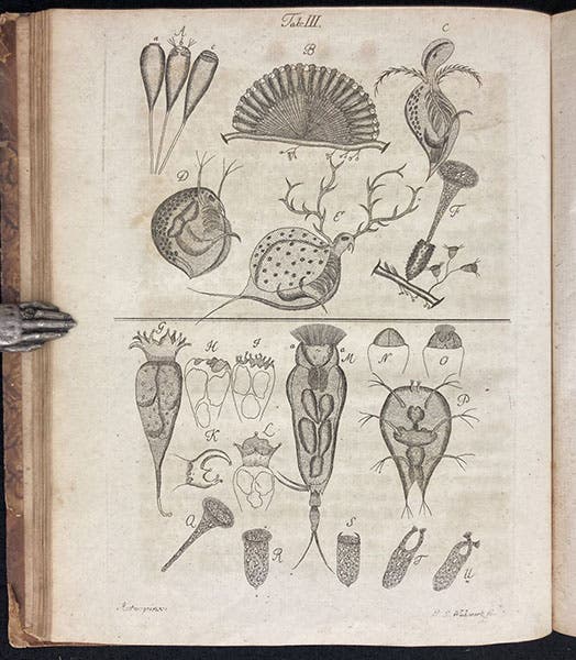 Two Daphniae, figs. 2-3, and other micro-organisms, engraving in Beyträge zur Naturgeschichte der kleinsten Wasserthiere, by Johann Conrad Eichhorn, plate 3, p. 25, 1781 (Linda Hall Library)