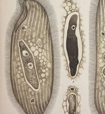Parasitic infusoia Littorina, painting by Manuel de Castro Silva, detail of plate, Memorias do Instituto Oswaldo Cruz, vol. 3, plate 9, 1911 (Linda Hall Library)