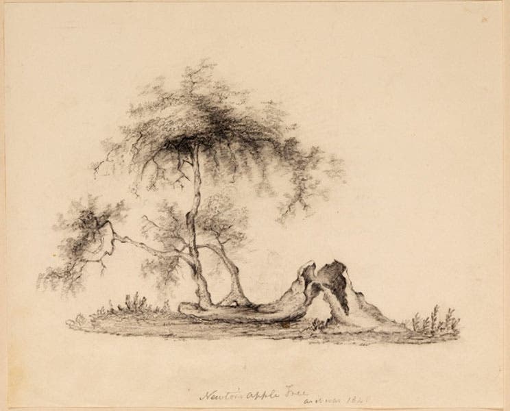 The fallen apple tree outside Isaac Newton’s manor-house at Woolsthorpe, sketch ca 1820, Royal Society of London archives (royalsociety.org)