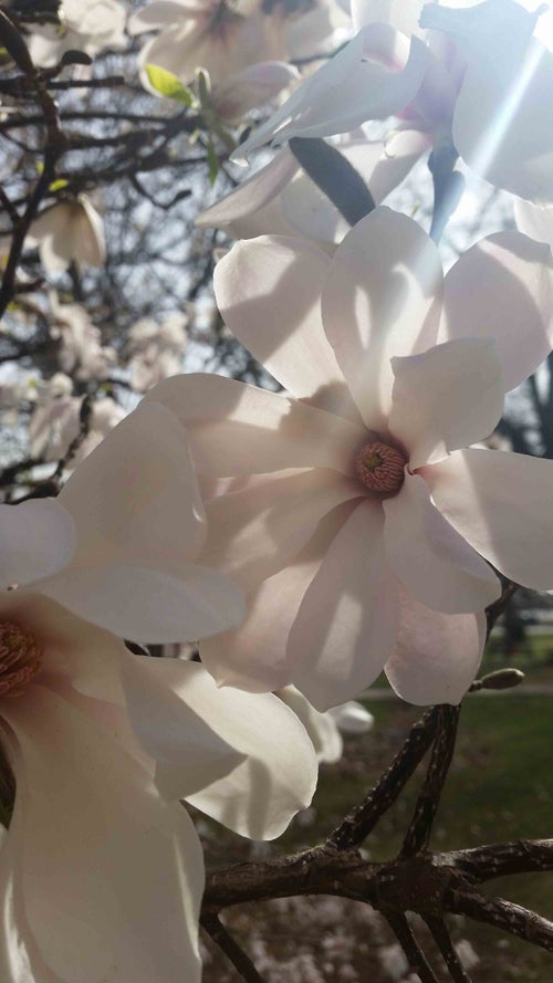 Anise Leaf Magnolia flower