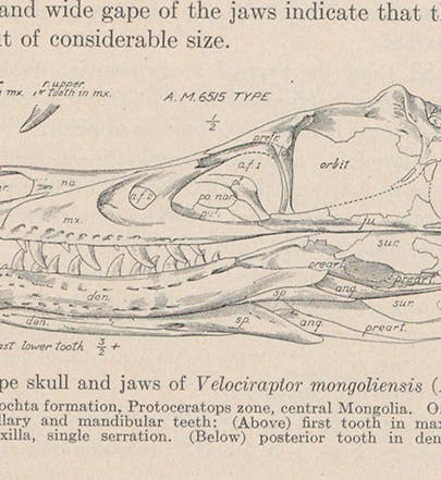 The restored skull of Velociraptor, discovered by Peter Kaisen in 1923, drawing in a paper by Henry F. Osborn in American Museum Novitates, no. 144, 1924 (Linda Hall Library)