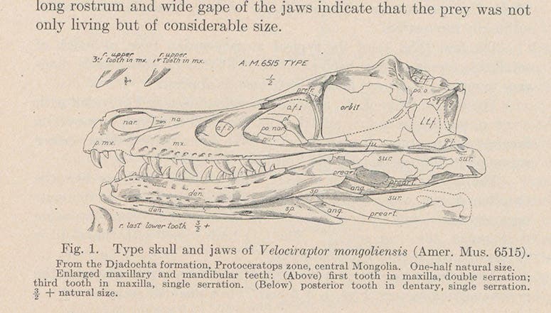 The restored skull of Velociraptor, discovered by Peter Kaisen in 1923, drawing in a paper by Henry F. Osborn in American Museum Novitates, no. 144, 1924 (Linda Hall Library)