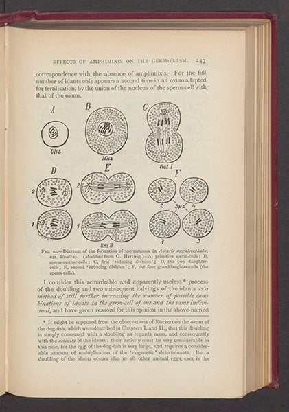 Diagram of the process of producing sperm cells by cell division, from August Weismann, The Germ-Plasm: A Theory of Heredity, 1893 (Linda Hall Library)