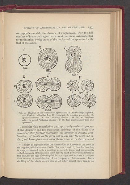 Diagram of the process of producing sperm cells by cell division, from August Weismann, The Germ-Plasm: A Theory of Heredity, 1893 (Linda Hall Library)