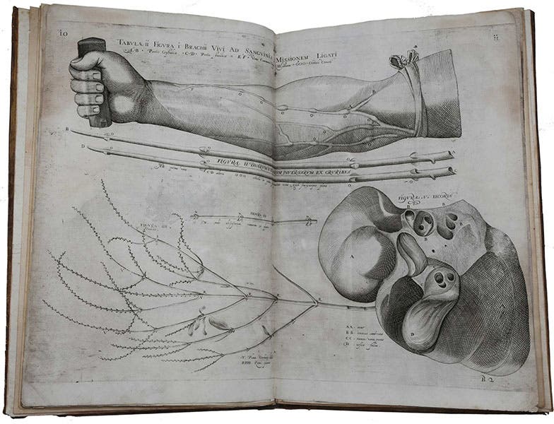 Valves in the veins in the arm, engraving, Girolamo Fabrici d'Acquapendente, De venarum ostiolis, 1603 (Sophia Rare Books)