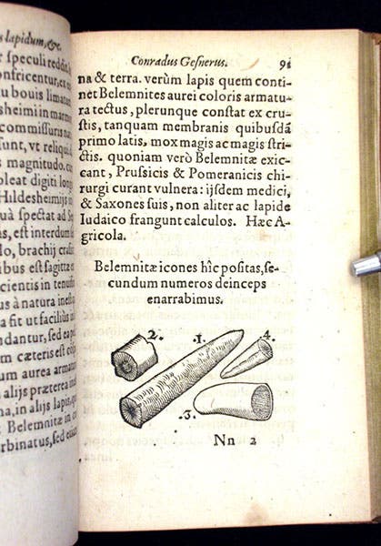 Belemnites, woodcut in De rerum fossilium, by Conrad Gessner, 1565 (Linda Hall Library)