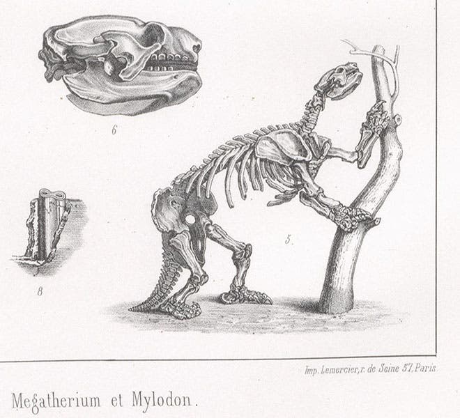 Mylodon, after Richard Owen’s Description, 1842, detail of a larger plate, lithograph by Pierre Lackenbauer, in Traité de paléontologie, Atlas, by François-Jules Pictet, plate 7, 1853-57 (Linda Hall Library)