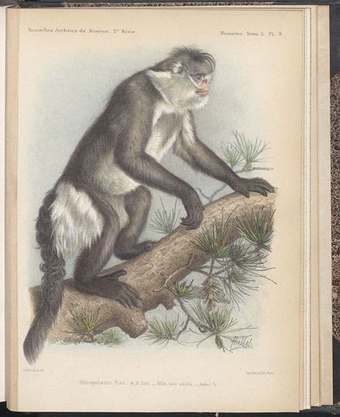 A male Rhinopithecus beita, or black-and-white snub-nosed monkey, chromolithograph by Adolphe Millot, in Nouvelles Archives du Muséum d’Histoire Naturelle, ser. 3, vol. 10, plate 9, 1898 (Linda Hall Library)