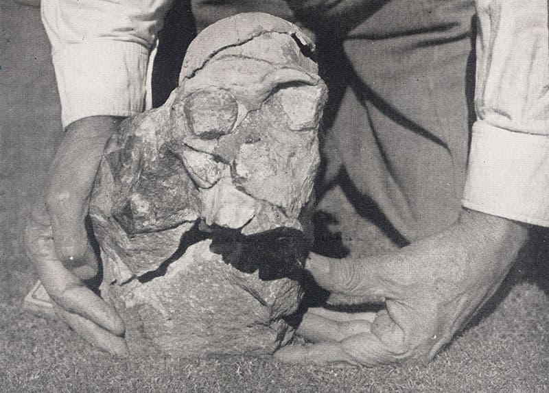 Skull of Mrs. Ples, partially reassembled, from Natural History, 1947 (Linda Hall Library)