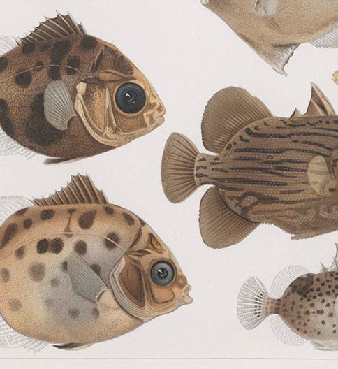 Watercolor illustrations of fish collected on the Siboga Expedition, detail, from Max Weber’s “Die Fische der Siboga-expedition,” Monograph 57, <i>Siboga-expeditie</i>, 1913 (Linda Hall Library)