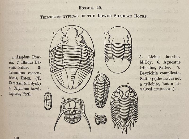 Trilobites, identified and drawn by John William Salter, woodcut in Roderick Murchison, Siluria, 1854 (Linda Hall Library)