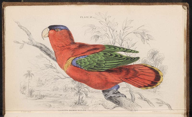 Purple-capped Lory, by Edward Lear, engraved by William Lizars, then hand-colored, in Natural History of Parrots, by Prideaux John Selby (Naturalist’s Library, Ornithology, vol. 6), 1836 (Linda Hall Library)