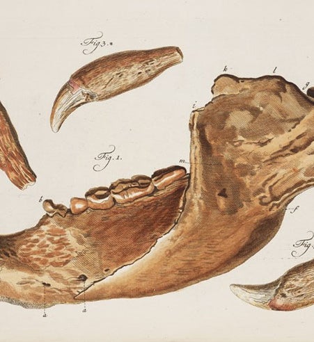 Cave bear jaw, hand-colored engraving by Jakob A. Eisenmann, in Johann Friederich Esper, <i> Description des zoolithes nouvellement decouvertes</i>, 1774 (Linda Hall Library)