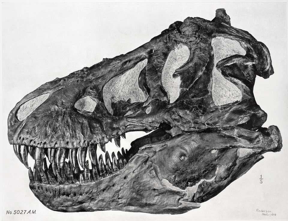 Lateral view of Tyrannosaurus skull. This work is part of our History of Science Collection, but it was NOT included in the original exhibition. Image source: Osborn, Henry Fairfield. "Crania of Tyrannosaurus and Allosaurus," in: Memoirs of the American Museum of Natural History, new series, vol. 1 (1912), pt. 1, pl. 1.