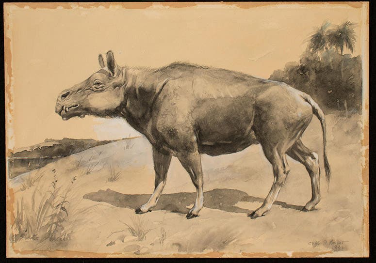 Elotherium (now Entelodon), painting by Charles Knight for Jacob L. Wortman, 1894, American Museum of Natural History (digitalcollections.amnh.org)