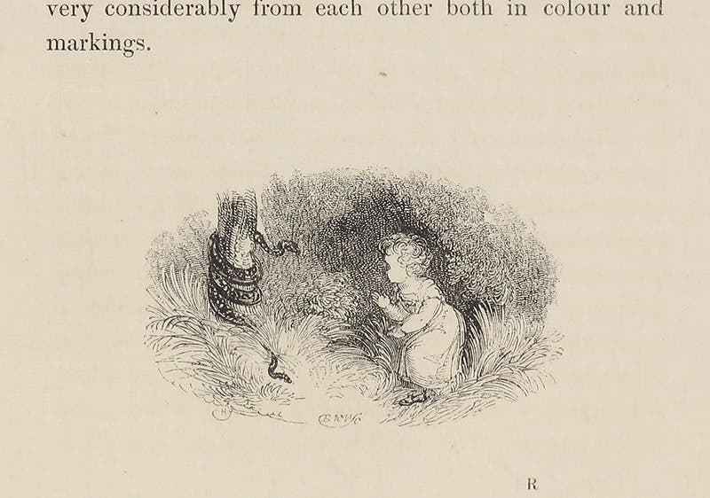 Little girl frightened by snake, wood-engraved tailpiece by William Harvey, in Edward Bennett, The Tower Menagerie, 1829 (Linda Hall Library)
