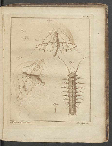 Plate 12 of Martinus Slabber, Natuurkundige verlustigingen, 1778, showing two medusae, Thaumantias cymbaloidea (Slabber, 1775), and Idotea chelipes, an isopod crustacean similar to a wood louse (Linda Hall Library)