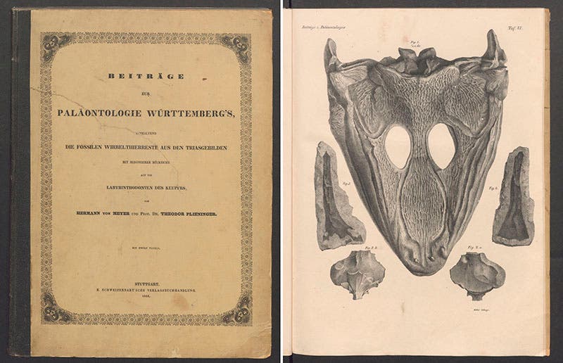 The front cover of Hermann von Meyer, Beiträge zur Paläontologie (left) and a plate showing a Mastadonsaurus skull, 1844 (Linda Hall Library)