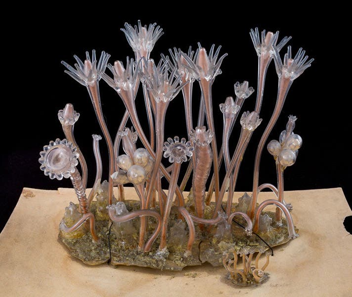 Snail fur, Hydractinia echinate, glass artwork by Leopold and Rudolph Blaschka, Cornell Collection, Cornell University (digital.library.cornell.edu)