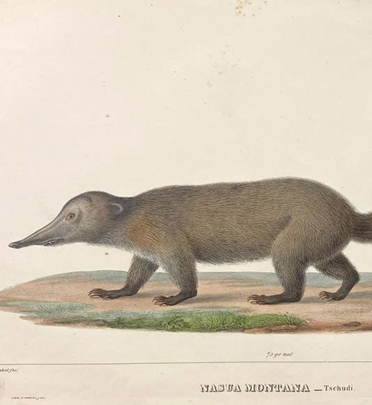 Coati (Nasua montana), lithograph by Joseph Dinkel, Untersuchungen über die Fauna Peruana, by Johann Jakob von Tschudi, vol. 1, Therologie, plate 5, 1844 (Linda Hall Library)