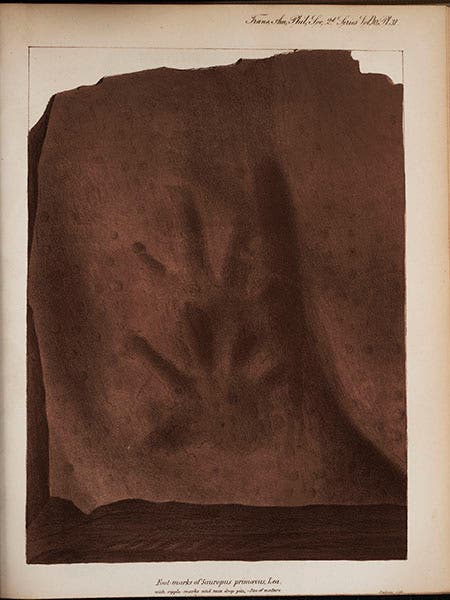 Two fossil tracks, lithographed plate accompanying Isaac Lea, “On the fossil foot-marks in the red sandstones of Pottsville, Schuylkill County, Penna.,” Transactions of the American Philosophical Society, 1853 (Linda Hall Library)