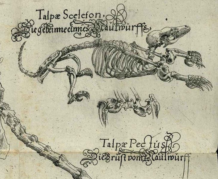 Detail of the skeleton of a mole (talpa), also showing its pectus, or powerful shoulder girdle, detail of fourth image, in Lectiones Gabrielis Fallopii de partibus similaribus humani corporis, by Volcher Coiter, plate 2, 1575, unknown copy (Wikimedia commons)