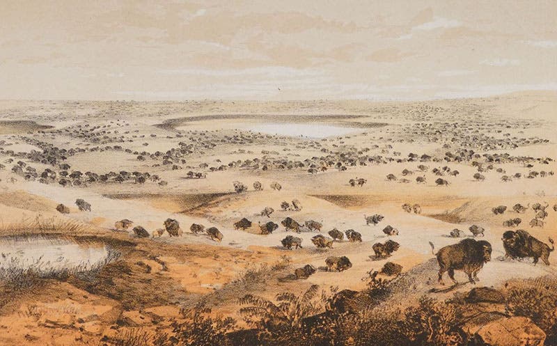 “Herd of Bison near Lake Jessie,” detail of tinted lithograph by John Mix Stanley, in Narrative … for a Route for a Pacific Railroad near the Forty-Seventh and Forty-Ninth Parallels … from St. Paul to Puget Sound, by Isaac I. Stevens, 1855 (publ. 1860) (Linda Hall Library)