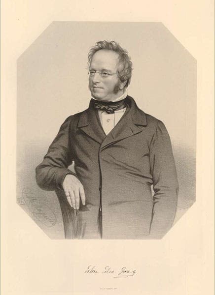 Portrait of John Edward Gray, lithograph by Thomas Maguire, 1851, British Museum (britishmuseum.org)