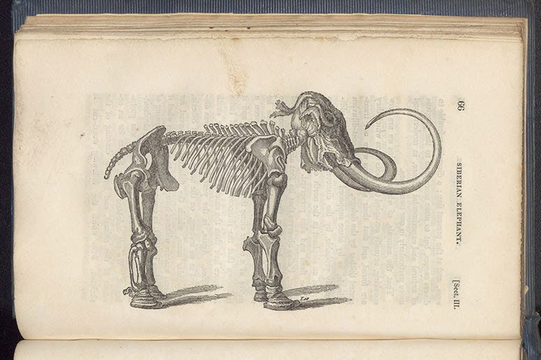 Siberian mammoth of St. Petersburg, text wood engraving, William Thomas Brande, Outlines of Geology, 1829 ed. (Linda Hall Library)