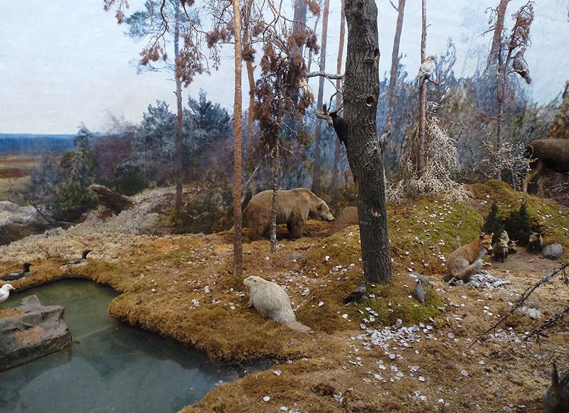Diorama with bear, panorama by Bruno Liljefors, Biologiska Museet, 1893 (Wikimedia commons)