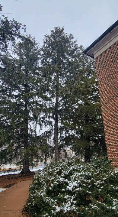 Norway Spruce winter