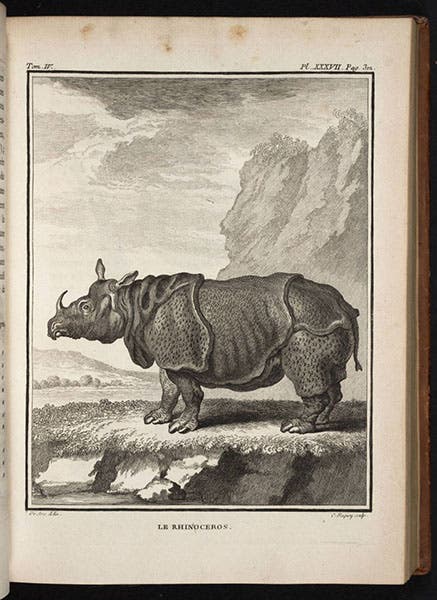 Rhinoceros, engraving (after Oudry) by Jacques de Seve, in Histoire naturelle, by Georges Louis Leclerc, Comte de Buffon, vol. 11, pl. 37, p. 202, 1763 (Linda Hall Library)