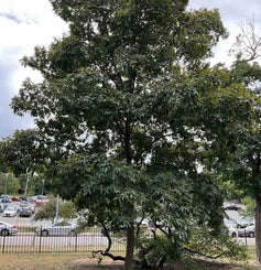 Shagbark Hickory summer
