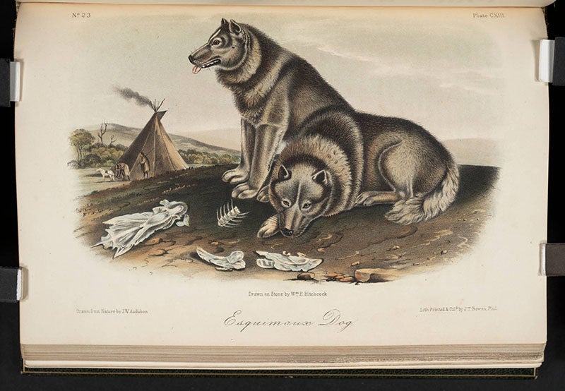 Esquimaux dog, John James Audubon, Quadrupeds of North America, 1849-54 (Linda Hall Library)
