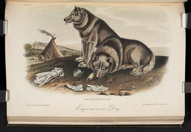Esquimaux dog, John James Audubon, Quadrupeds of North America, 1849-54 (Linda Hall Library)