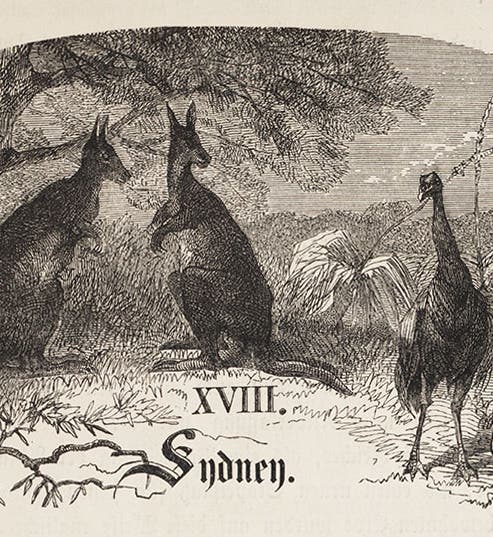 Headpiece, kangaroos and emus, wood-engraving from Bernhard von Wüllerstorf-Urbair, <i>Reise der Novara</i>, 1861 (Linda Hall Library)