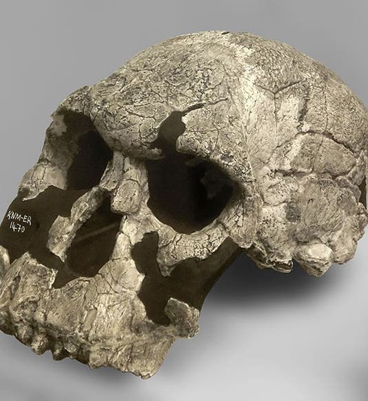 KNM-ER 1470, Homo rudolfensis, found 1972, cast of original at Göteborgs Naturhistoriska Museum, Göteborg, Sweden (Wikimedia commons).