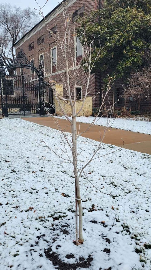 Centennial Blush Magnolia winter