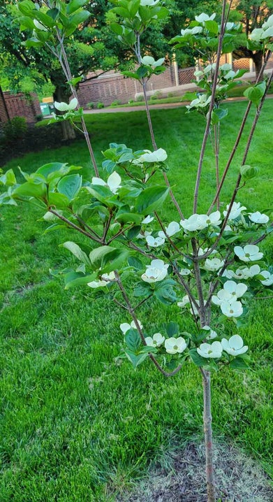 Venus Dogwood spring