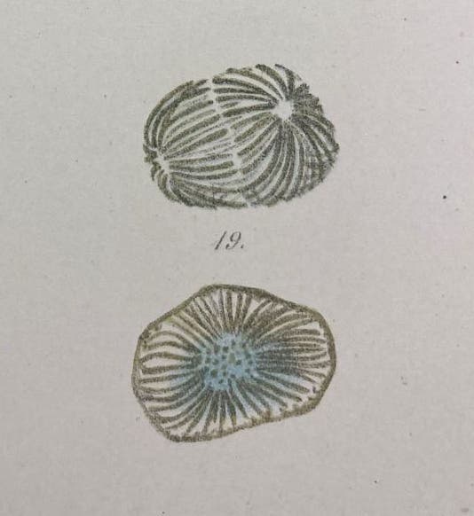 Chromatin at various stages of mitosis, detail of plate 18, “Beiträge zur Kentness der Zelle und ihrer Lebenserscheinungen,” by Walther Flemming, Archiv für Mikroskopische Anatomie, vol 16, 1879 (The Linda Hall)