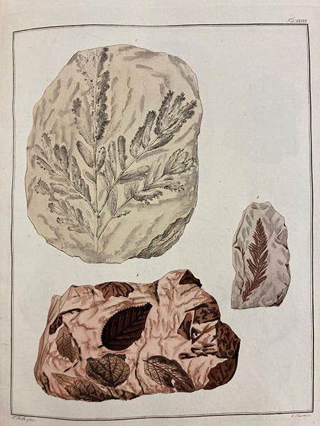 Three slabs of plant fossils, one with single leaves, hand-colored engraving, Kaspar Maria von Sternberg, Versuch der Flora der Vorwelt, 1820 (Linda Hall Library)